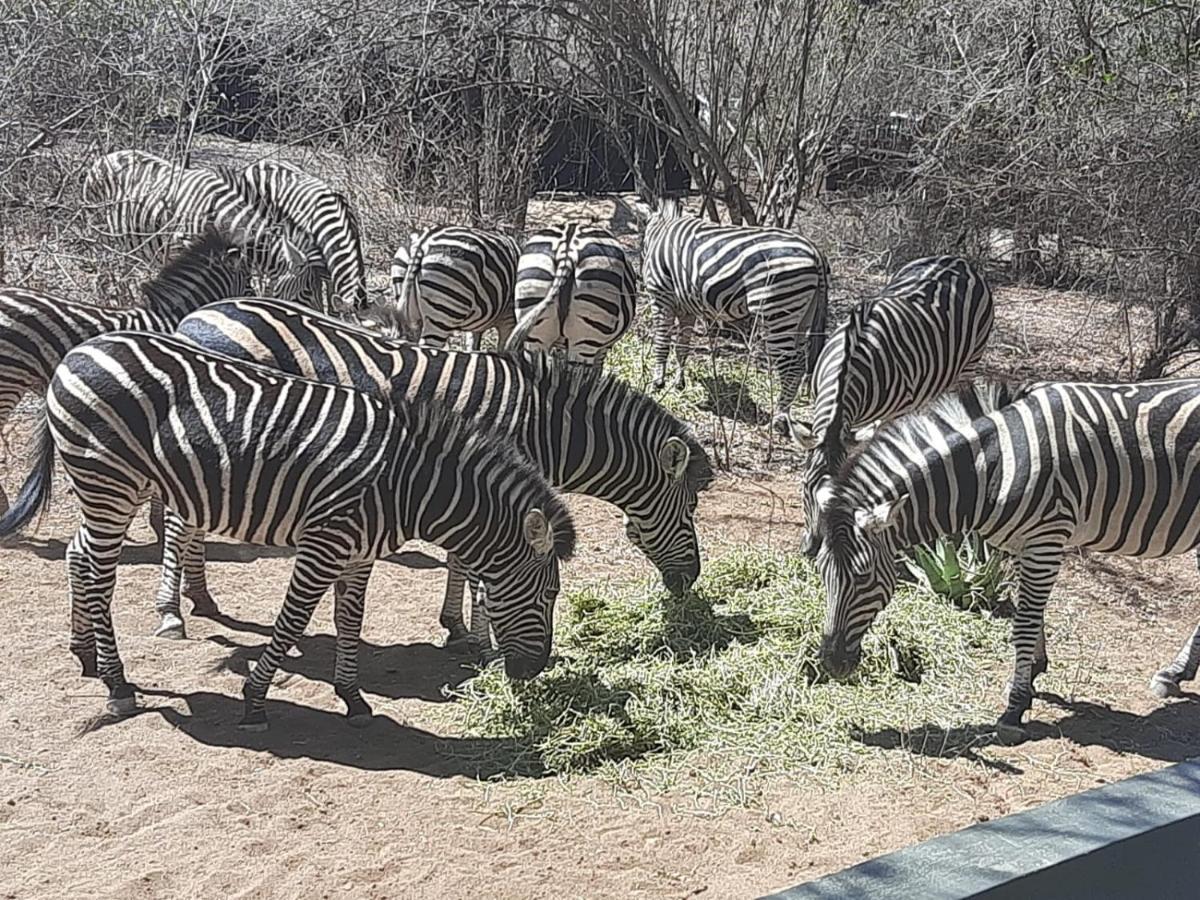 African Bush Escape Marloth Park Eksteriør billede