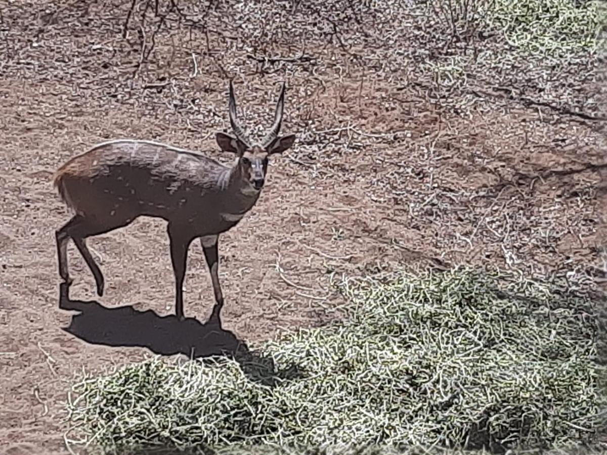 African Bush Escape Marloth Park Eksteriør billede
