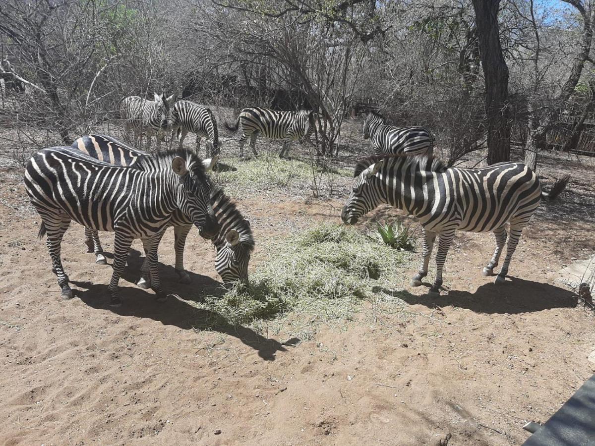 African Bush Escape Marloth Park Eksteriør billede