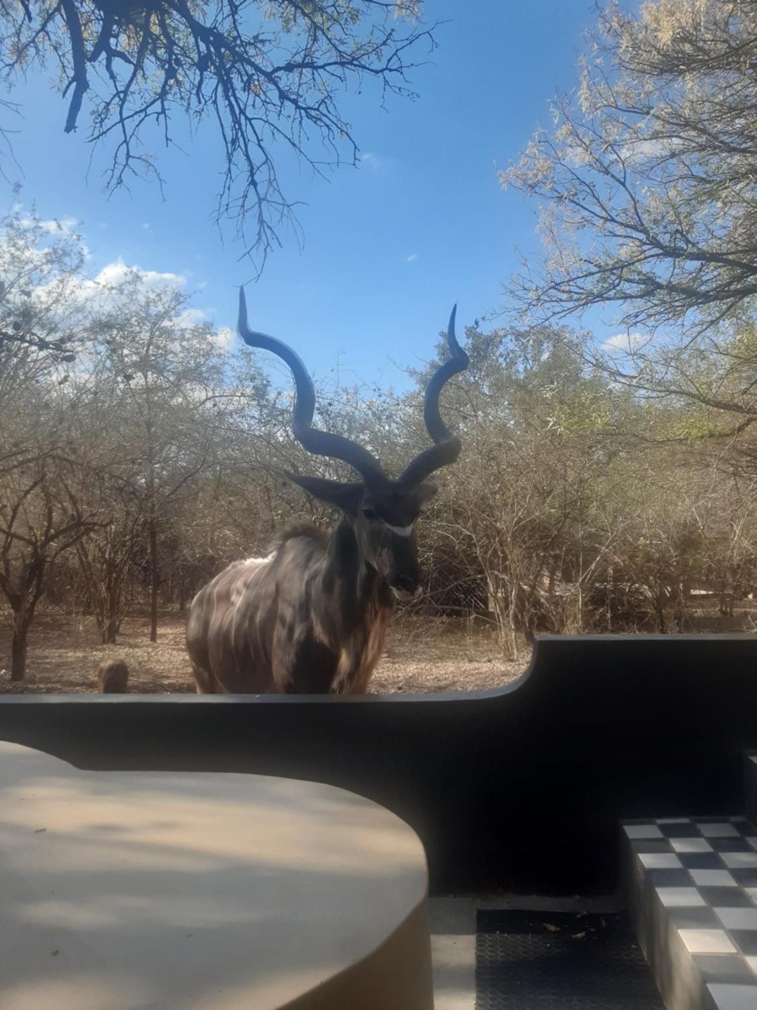 African Bush Escape Marloth Park Eksteriør billede