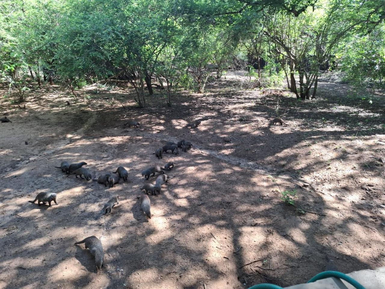African Bush Escape Marloth Park Eksteriør billede