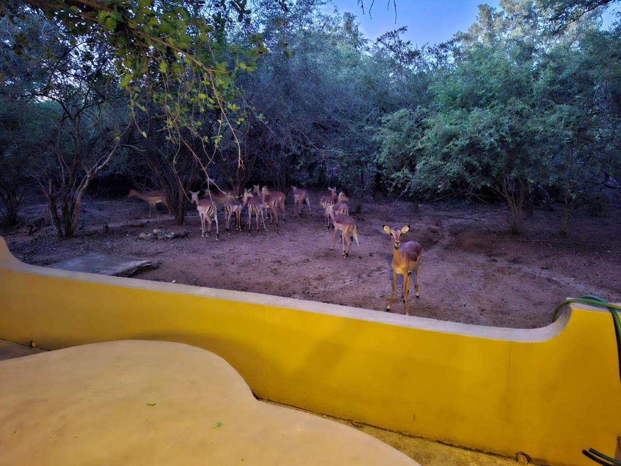 African Bush Escape Marloth Park Eksteriør billede