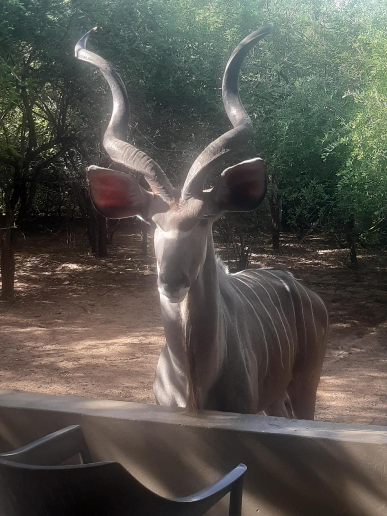 African Bush Escape Marloth Park Eksteriør billede