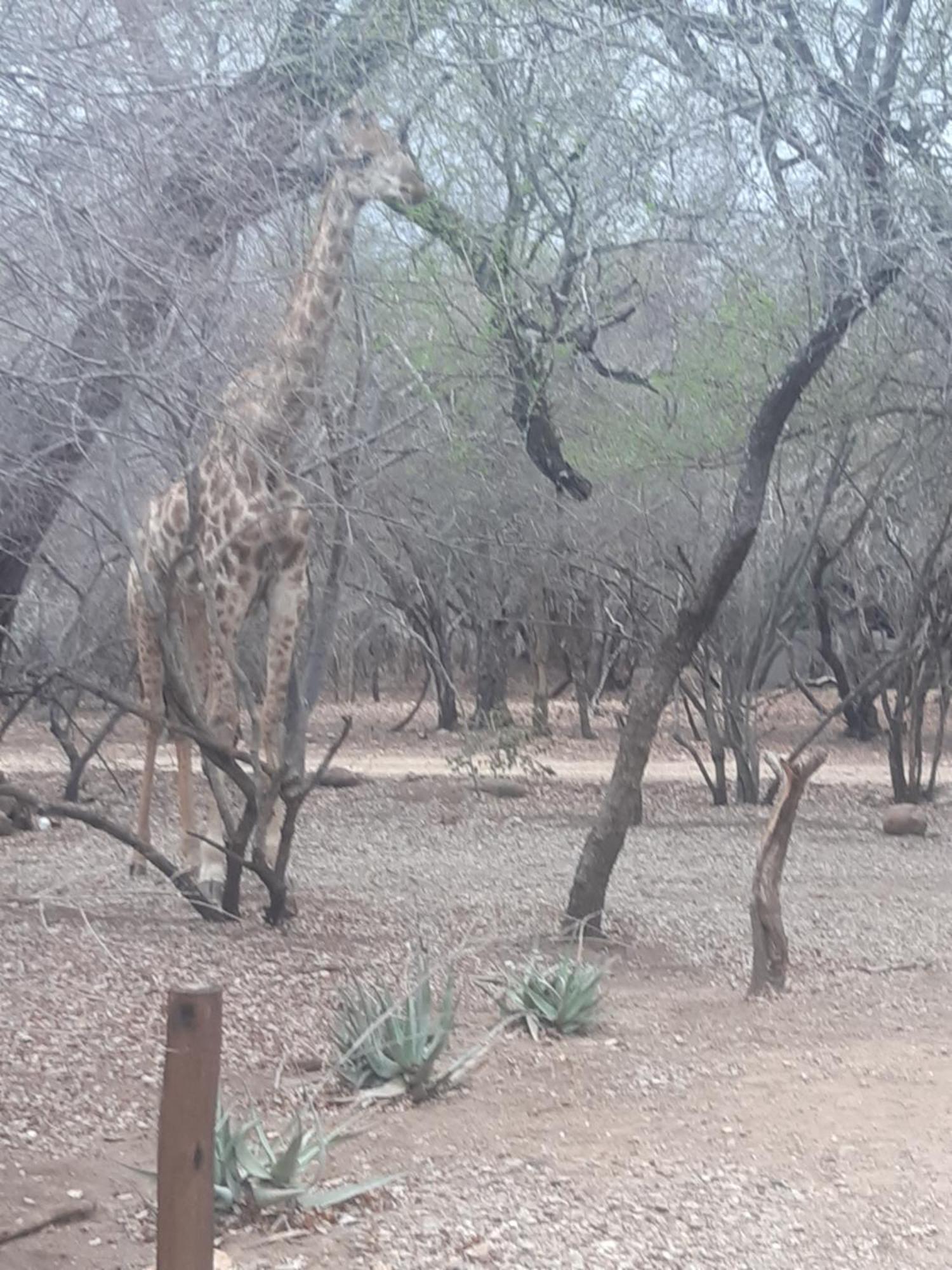 African Bush Escape Marloth Park Eksteriør billede